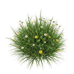 Clump of Green Grass with Yellow and White Wildflowers in Bloom