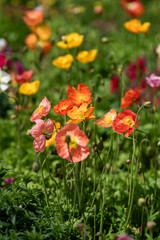 Fototapeta premium Vibrant Flowers Bloom in a Sunny Spring Garden