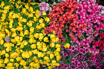 Vibrant Floral Colors in a Lively Garden Setting