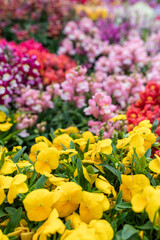Vibrant Flowers in a Colorful Blooming Garden
