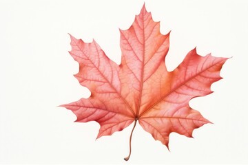 Fototapeta premium Maple leaf plant tree red.