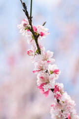 Beautiful Cherry Blossoms Bloom in the Spring Sky