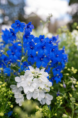 Blue and White Flowers Bloom in Spring