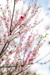 Blossoming Cherry Trees in Springtime Light