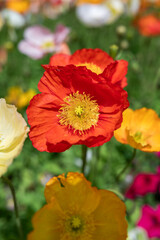 Vibrant Poppies in a Colorful Spring Garden
