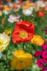 Fototapeta premium Bright Poppies Bloom in a Lively Garden Setting