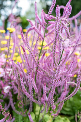 Colorful Flowers Bloom in a Vibrant Garden Scene