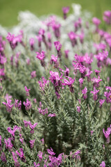 Lavender Blooms Dance Gently in the Summer Breeze