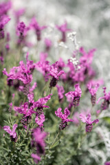 Vibrant Purple Flowers in Bloom