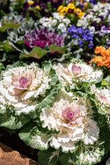 Vibrant Garden With Beautiful Flowers