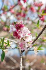 Blossoms Bloom by the Serene Lake in Springtime
