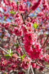 Spring Blooms Bring Color to the Garden