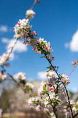 Blossoms Reaching for the Bright Blue Sky