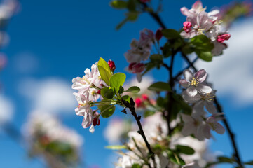Cherry Blossoms Bloom Against a Clear Blue Sky