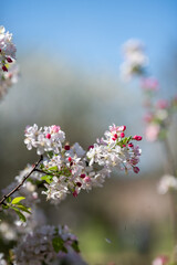 Blooming Flowers Brighten the Springtime Garden