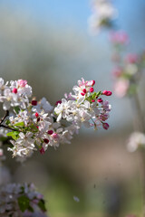 Blooming Flowers Greet Spring Under a Clear Sky