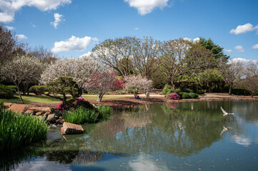 Blossoms and Reflections in a Serene Park Scene