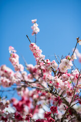 Blossoms in Bloom Under a Clear Blue Sky