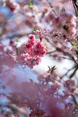 Captivating Cherry Blossoms in Spring Sunlight