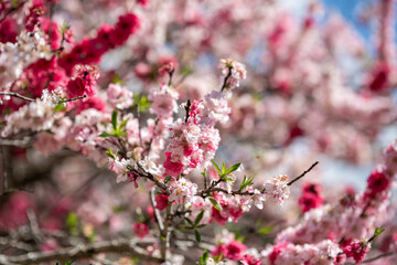 Obraz premium Blossoms Dancing in the Gentle Spring Breeze