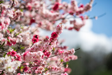 Blossoming Cherry Trees Under a Clear Spring Sky