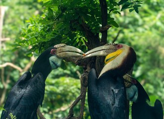 toucan on a branch © Liu