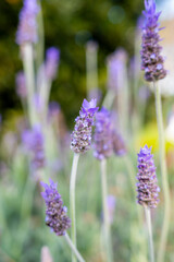 Lavender Blooms Sway in the Breeze