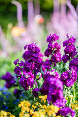 Beautiful Purple Blooms in a Vibrant Garden Scene