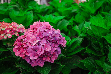 Fototapeta premium Vibrant Close Up of Pink Hydrangea Blossoms in a Lush Garden Setting