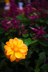 Vivid Close-up of a Stunning Orange Dahlia in a Lush Garden