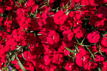 Red Flowers Blooming in Summer