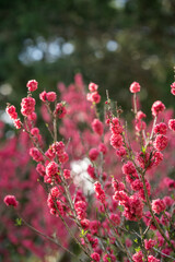 Pink Blooms Brighten Spring