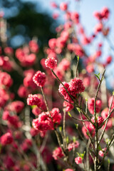 Bright Pink Blossoms Illuminate Springtime Garden