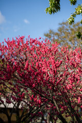 Vibrant Pink Blossoms in the Spring Sunlight