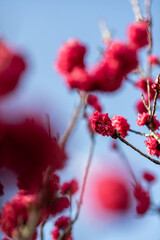 Blossoming Red Flowers Under a Bright Sky