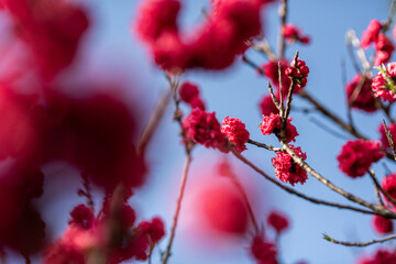 Blossoms Dance Against a Clear Blue Sky