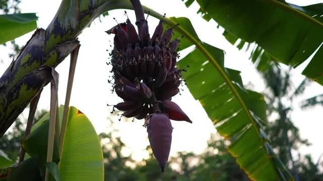 A mesmerizing display of a banana flower and leaves in gentle sunlight ambience background