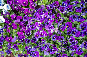 Vibrant Purple Pansies Blooming in Spring Sunlight
