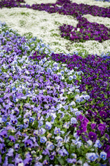 Fototapeta premium Vibrant Floral Display in a Colorful Garden Patch