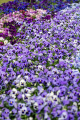 Obraz premium Colors of Blossoms Bring Joy to the Garden Scene