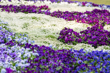 Naklejka premium Vibrant Flower Garden in Full Bloom During Spring
