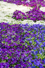 Obraz premium Colorful Spring Flower Garden