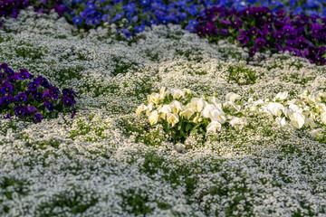 Obraz premium Vibrant Flowers Bloom in a Sunlit Garden Field