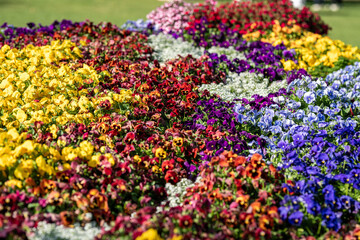 Fototapeta premium Vibrant Blossoms Paint a Colorful Garden Scene