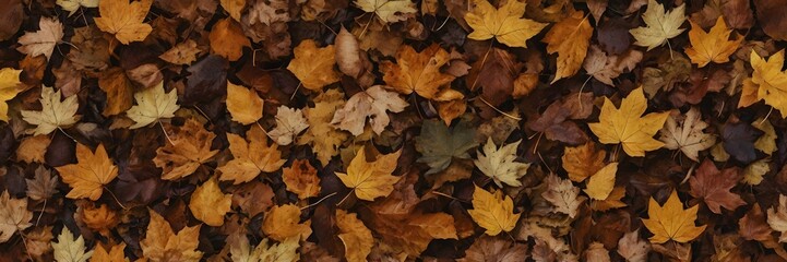Autumn Maple Leaves in Warm Colors Spread on Ground in Natural Setting
