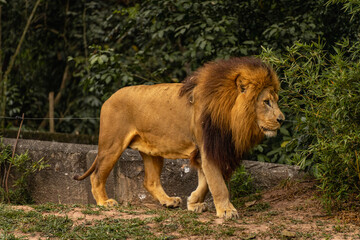 A male lion in the Sao Paulo Zoo, in Brazil