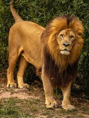 A male lion in the Sao Paulo Zoo, in Brazil