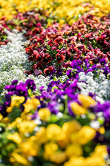 Colorful Blooms in a Vibrant Spring Garden Display