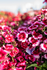 Vibrant Blossoms in a Sunlit Garden Display
