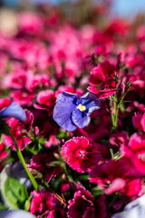Colorful Flowers Blooming in a Vibrant Garden